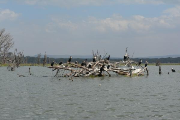 Chambai Hotel Naivasha Bagian luar foto